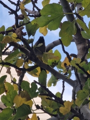 Pycnonotus xanthopygos