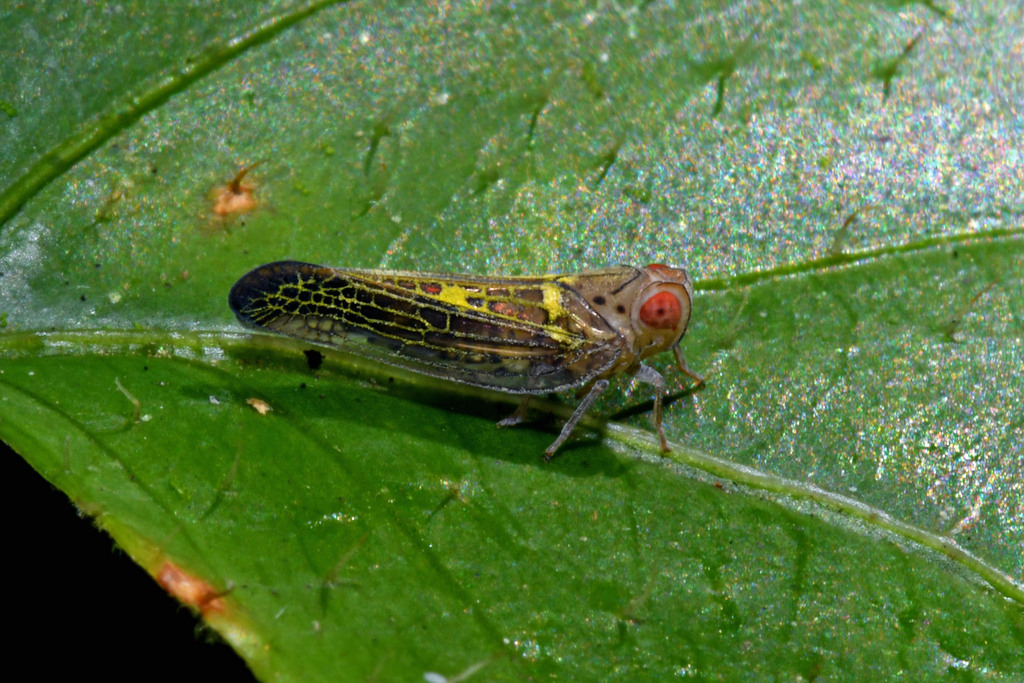 Neocolpoptera portoricensis