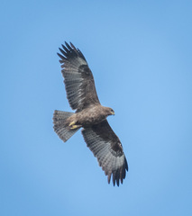 Hieraaetus wahlbergi