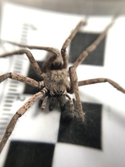 Tomopisthes horrendus