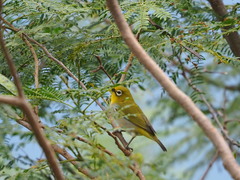 Zosterops simplex simplex