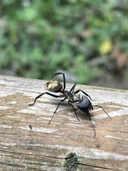 Camponotus sericeiventris