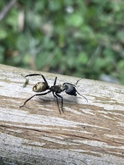 Camponotus sericeiventris