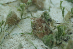 Stylocheilus striatus