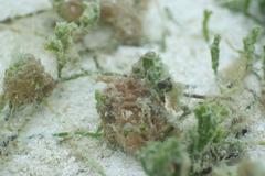 Stylocheilus striatus