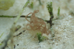 Stylocheilus striatus