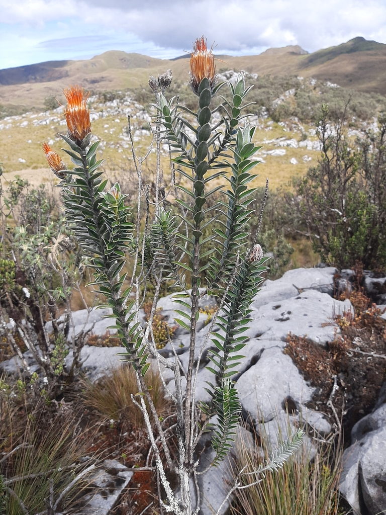 Chuquiraga weberbaueri