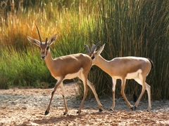 Gazella dorcas