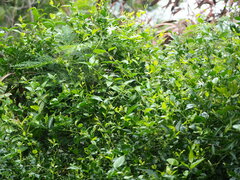 Jasminum nervosum