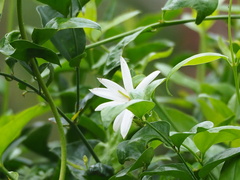 Jasminum nervosum