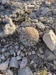 Coryphantha echinus