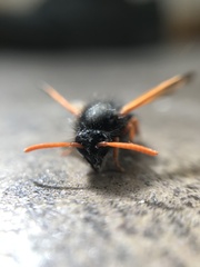 Hypodynerus guaicuru