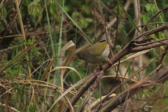 Camaroptera brachyura