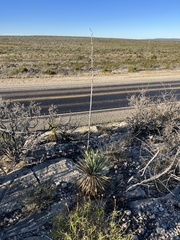 Yucca reverchonii