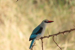 Halcyon senegalensis