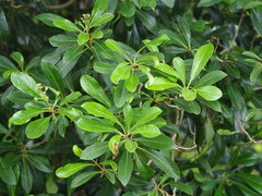 Pittosporum pentandrum