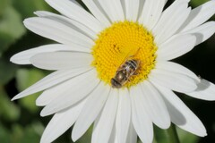 Eristalina