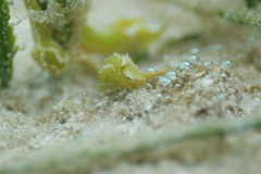 Oxynoe viridis