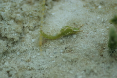 Oxynoe viridis