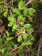 Scolopia oldhamii
