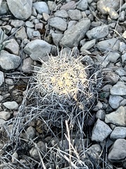 Coryphantha echinus