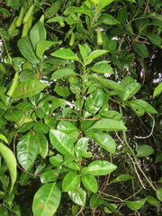 Neoalsomitra clavigera