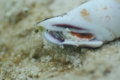 Gibberulus gibberulus