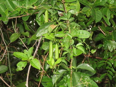 Neoalsomitra clavigera