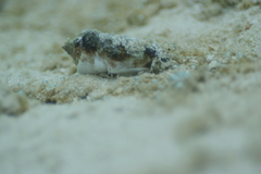 Gibberulus gibberulus