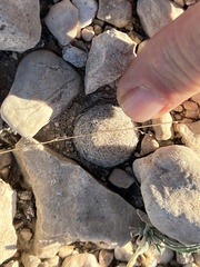 Mammillaria lasiacantha