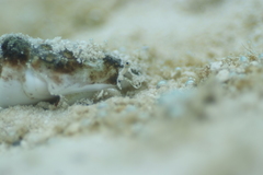 Gibberulus gibberulus