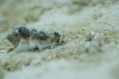 Gibberulus gibberulus