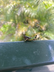 Methiolopsis geniculata