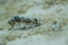 Gibberulus gibberulus