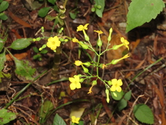 Kalanchoe integra