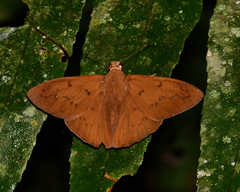 Dyscophellus ramusis