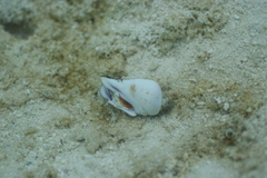 Gibberulus gibberulus