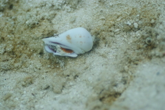 Gibberulus gibberulus