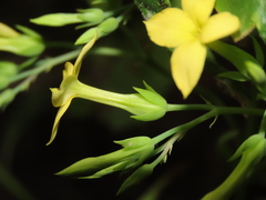 Kalanchoe integra
