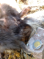 Spilogale gracilis