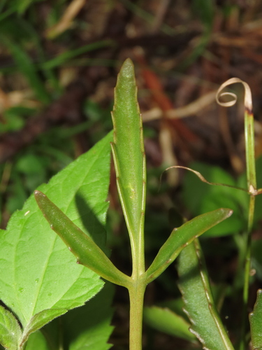 Image of Kalanchoe integra by (c) chiuluan, some rights reserved (CC BY)