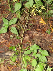 Kalanchoe integra