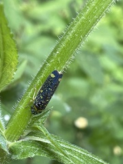 Aulacizes conspersa