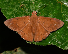 Dyscophellus ramusis