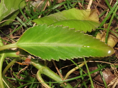 Kalanchoe integra