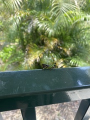 Methiolopsis geniculata