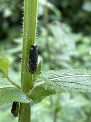 Aulacizes conspersa