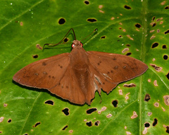 Dyscophellus ramusis