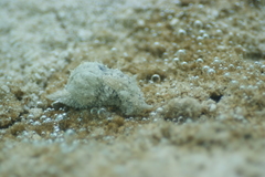 Stylocheilus striatus