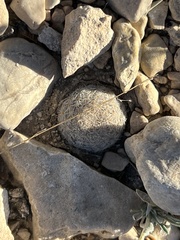 Mammillaria lasiacantha